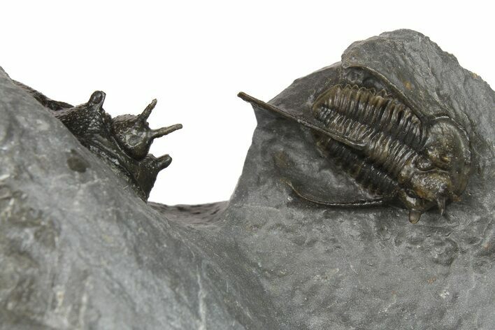 Two Devil Horned Cyphaspis Trilobites - Top Quality Specimen #267222